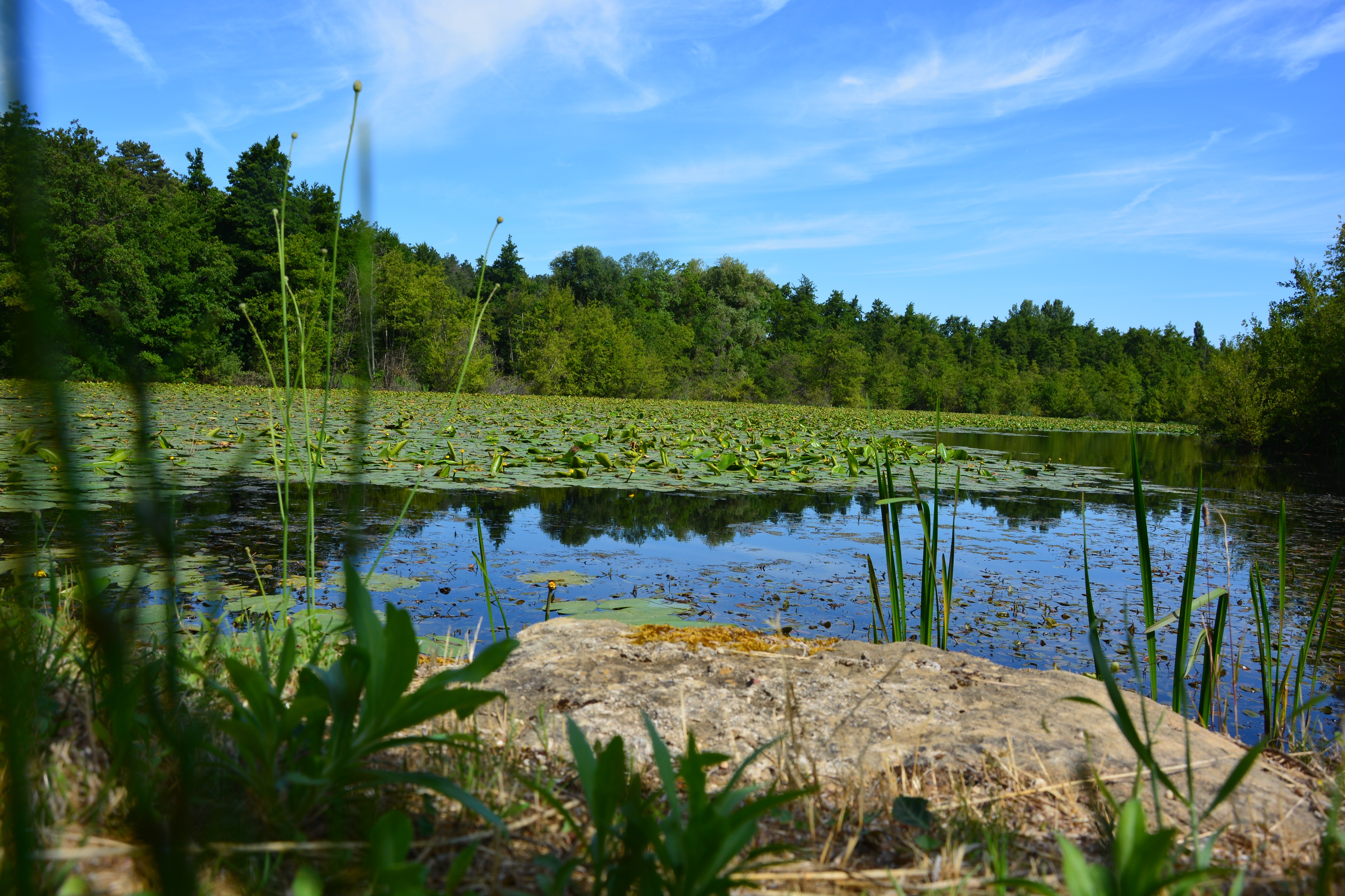 Etang du Mouchet