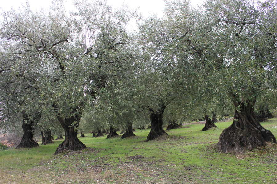 Ferme des Tuilières
