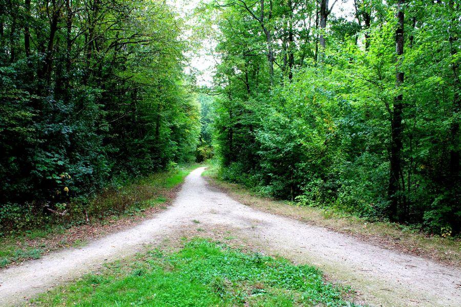 Forêt domaniale de Palaiseau 
