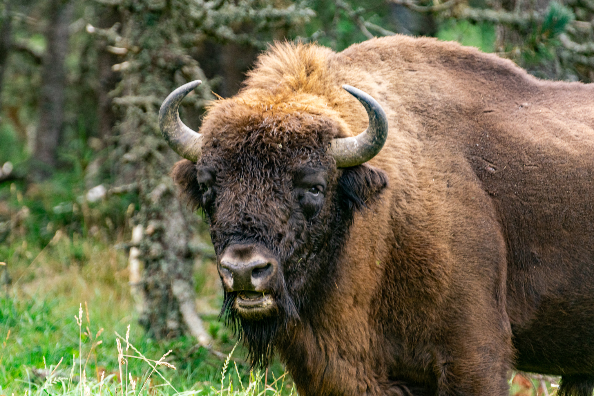 European Bison Reserve