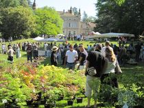 plantes grospierres