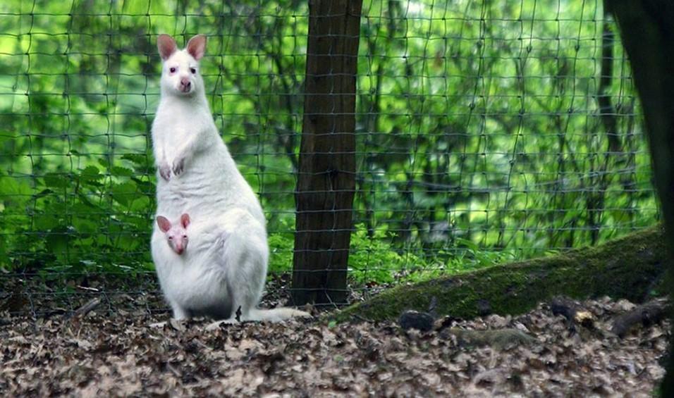 Parc animalier de Janvry