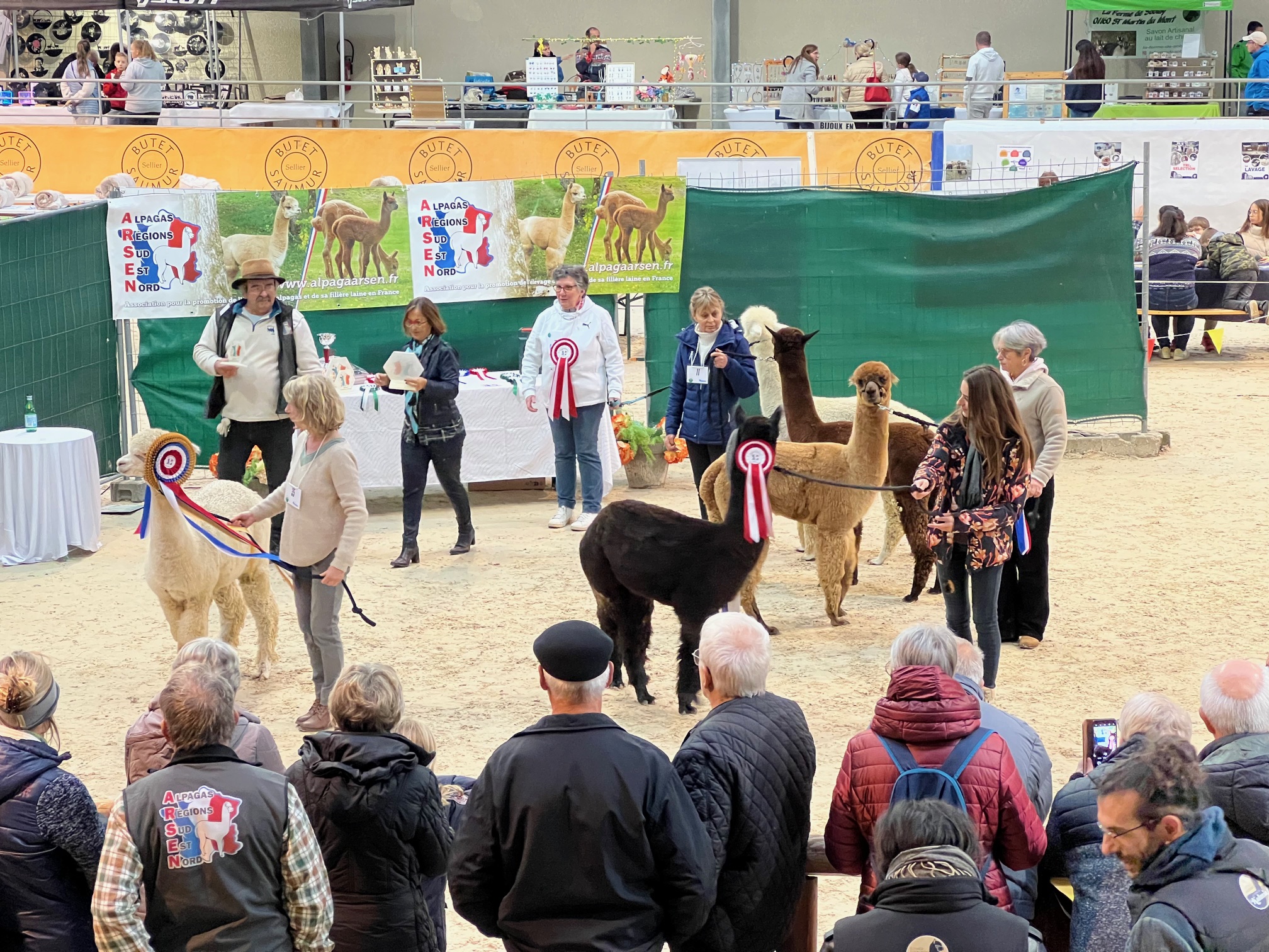 Jugement des alpagas sur le ring