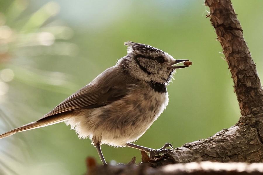 Conférence : Quel est donc cet oiseau ?
