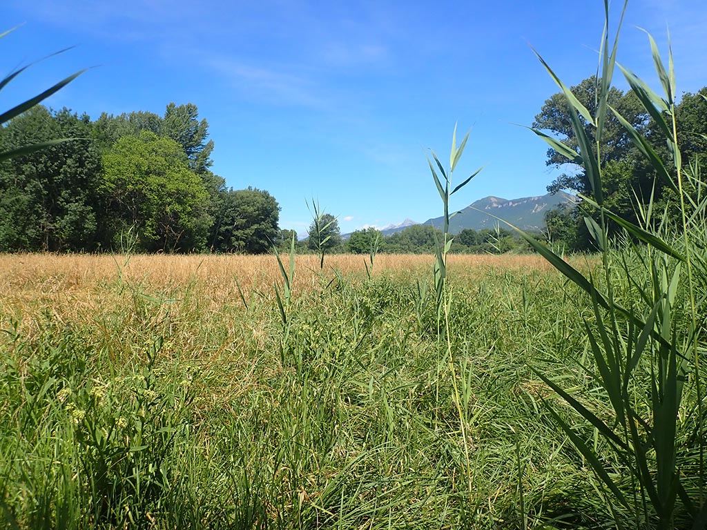 Autour d'eau, paysages de Saint Martin de Crau - photo 3