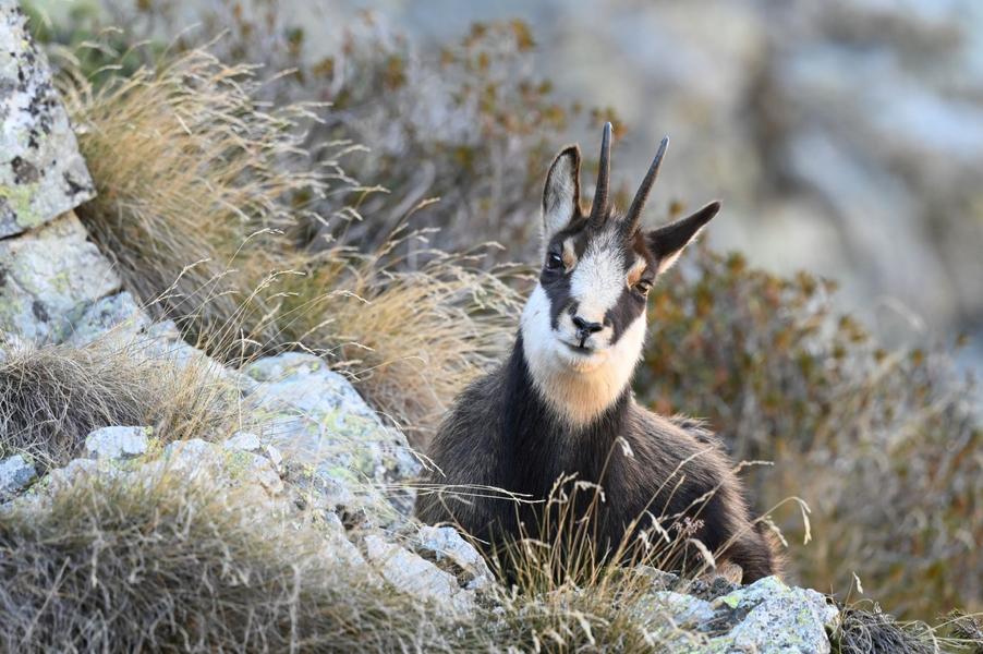- © Rodolphe Papet, Parc national des Ecrins. 124109e_HD - © Rodolphe Papet, Parc national des Ecrins.