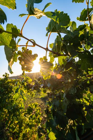 Soirée rooftop dans les vignes - Domaine des Arcandres_Chanos-Curson