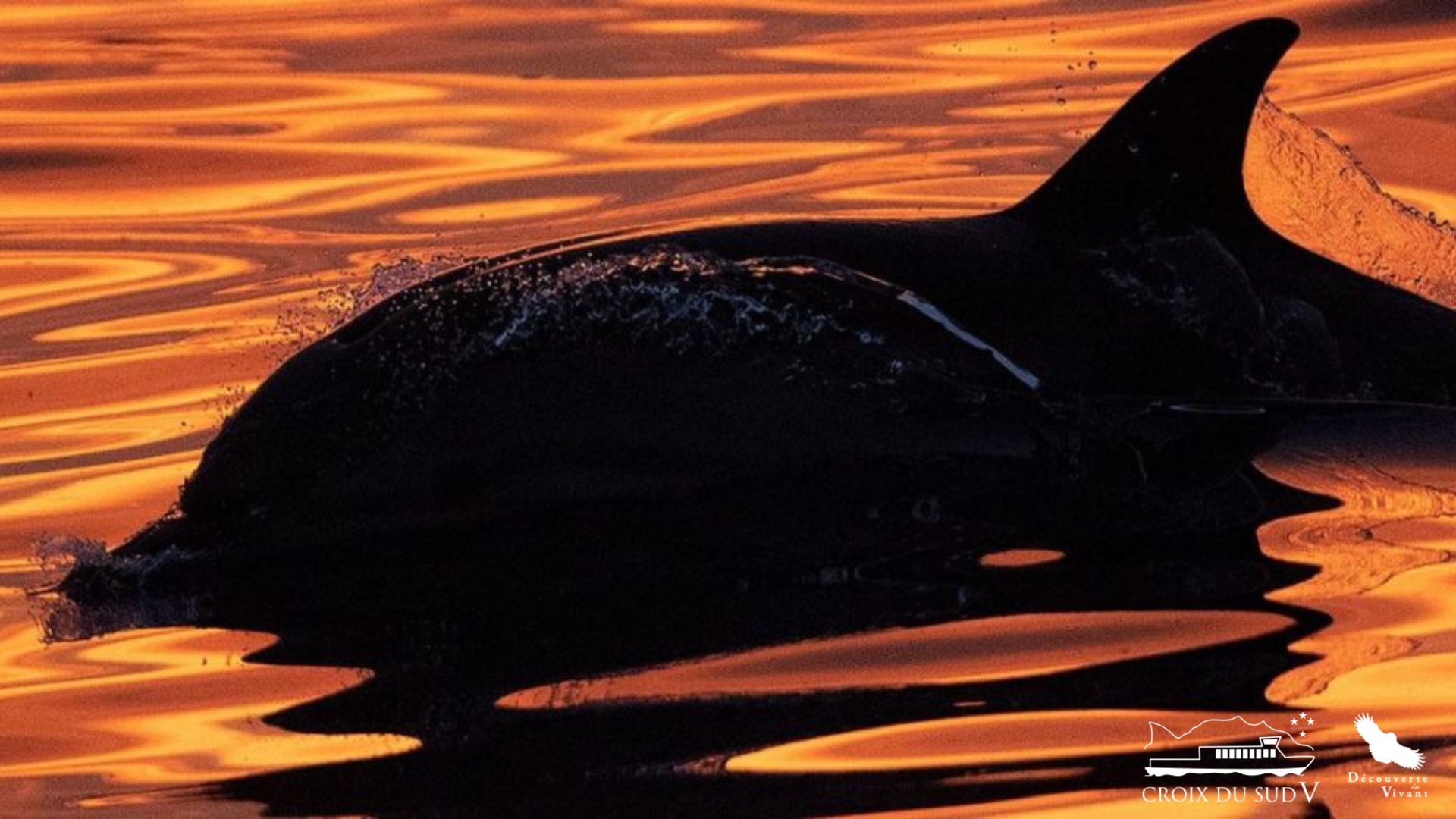 Dauphins & coucher de soleil