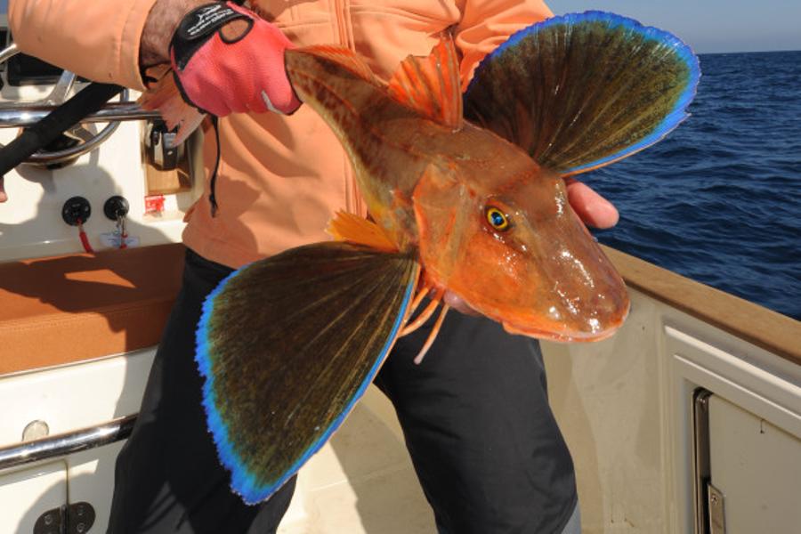 Night fishing for squids and nocturnal fishes - Fréjus