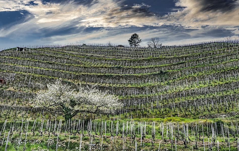 DOMAINE THOMAS FARGE