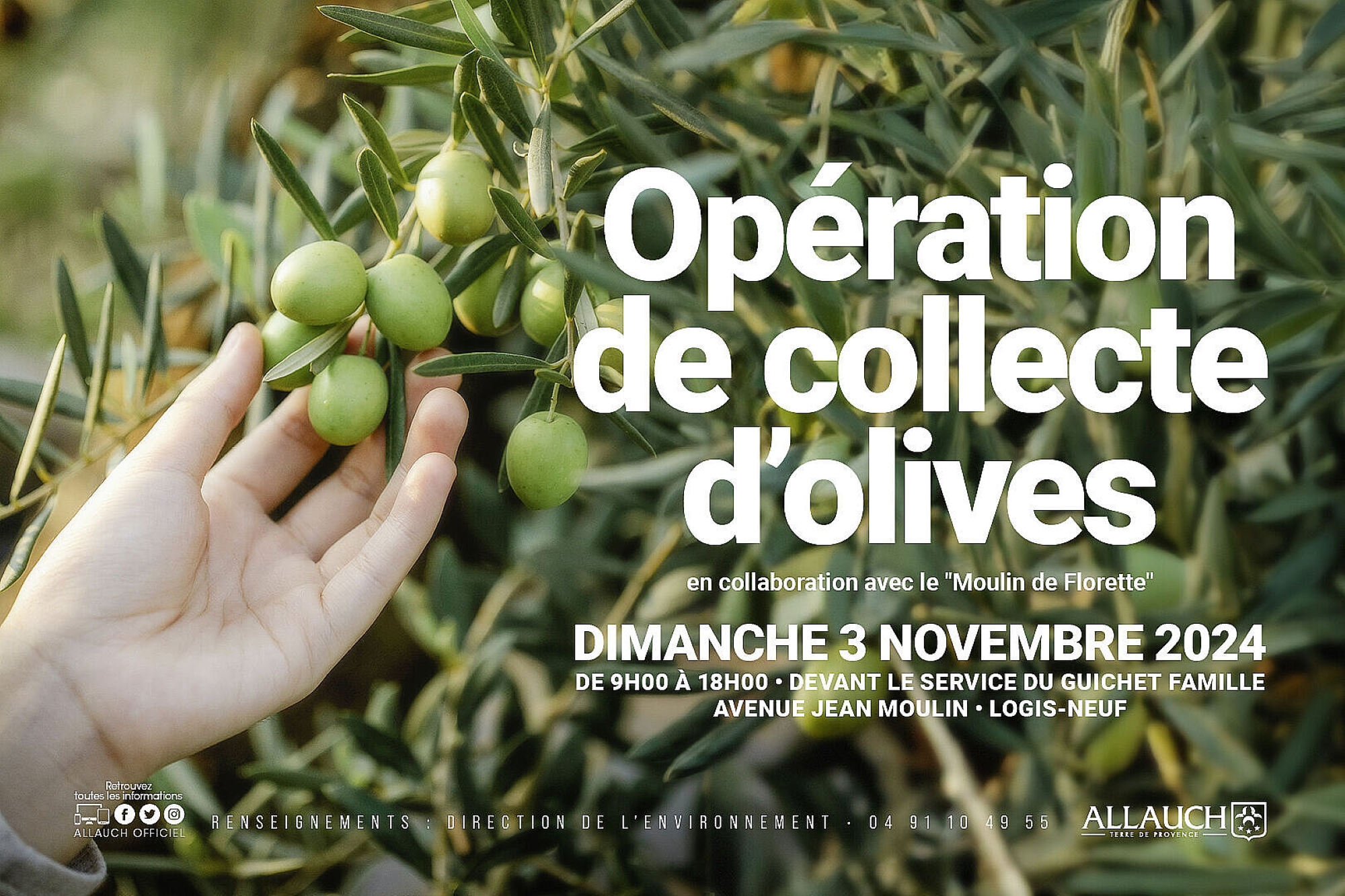 Collecte d'olives