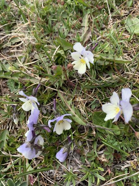 Pensées sauvage, Gordolasque, turini, boréon