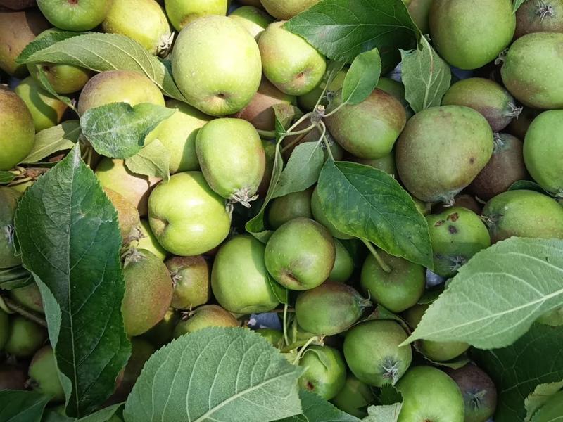 Les vergers d'Hysope_Les Avenières Veyrins-Thuellin