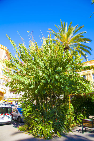 Bauhinia Purpea devant la mairie