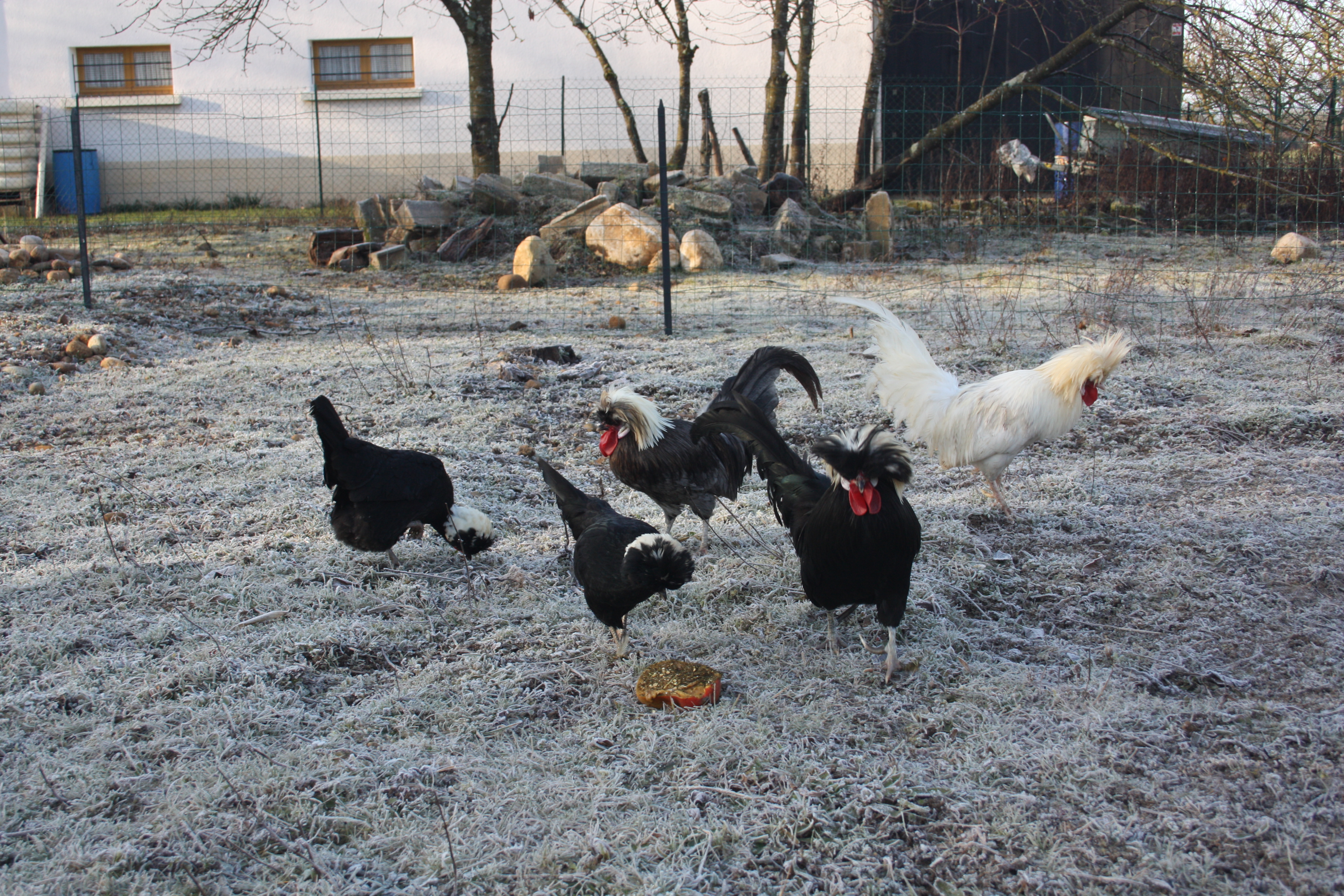 poules hollandaises