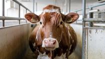 Visite de la Ferme du Palais et ciné débat_Septème
