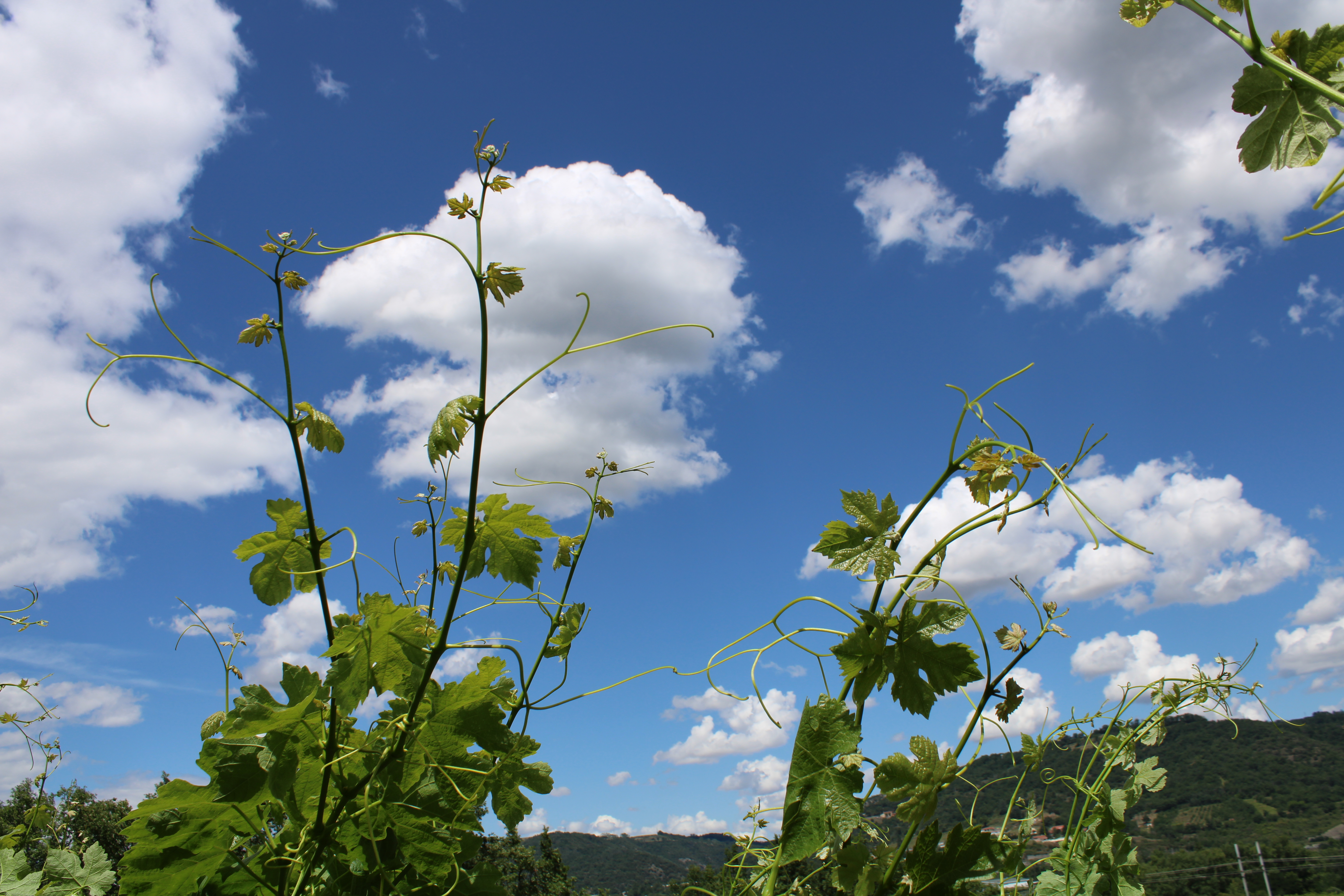 Ciel et vigne