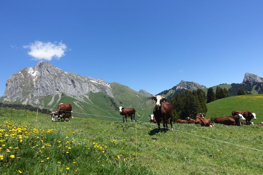 Alpine pasture of the Raille