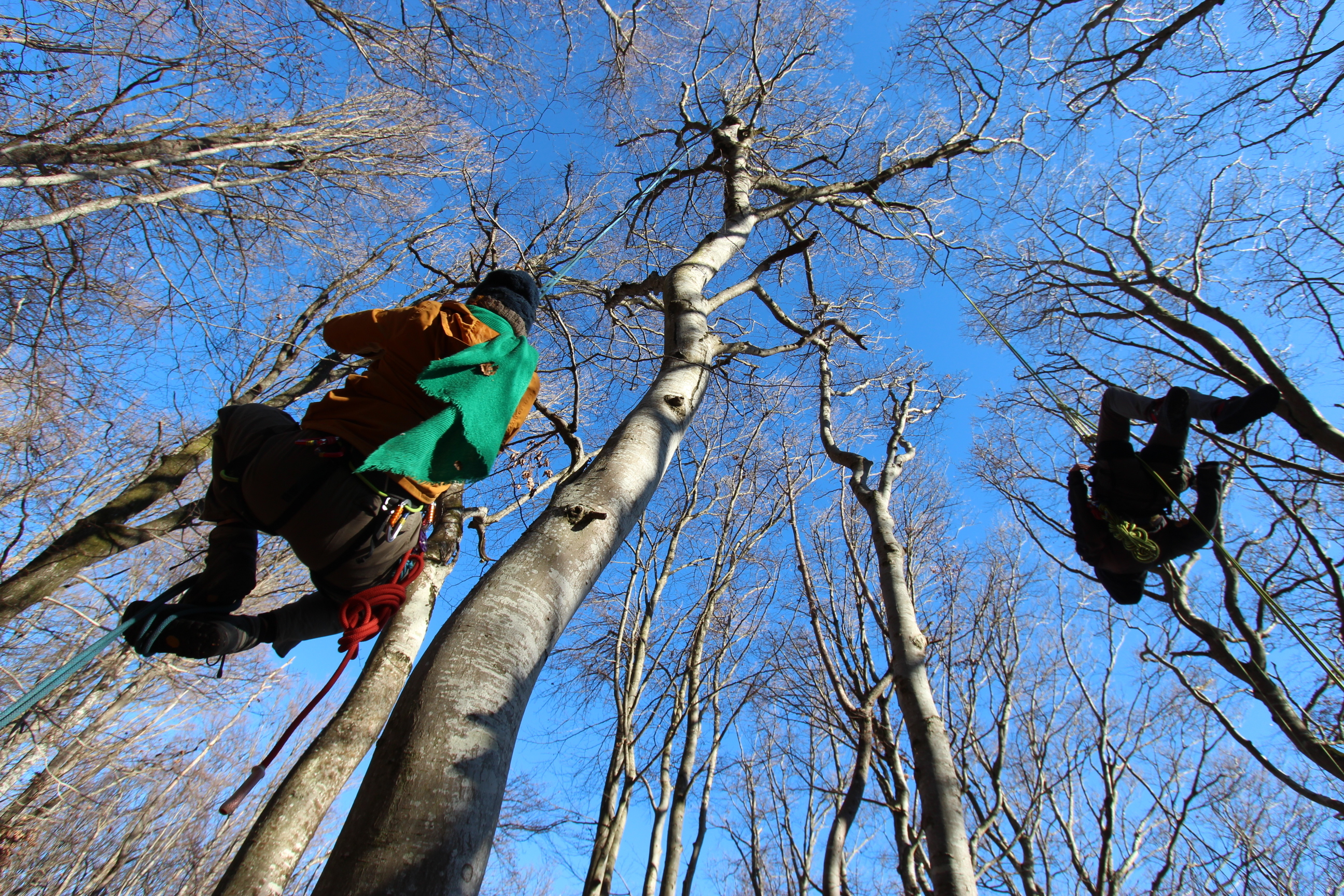 RANDONNÉE ARBORICOLE