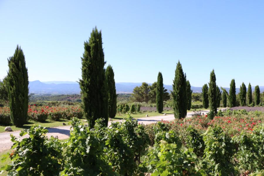 Vignobles et Terroir Aixois