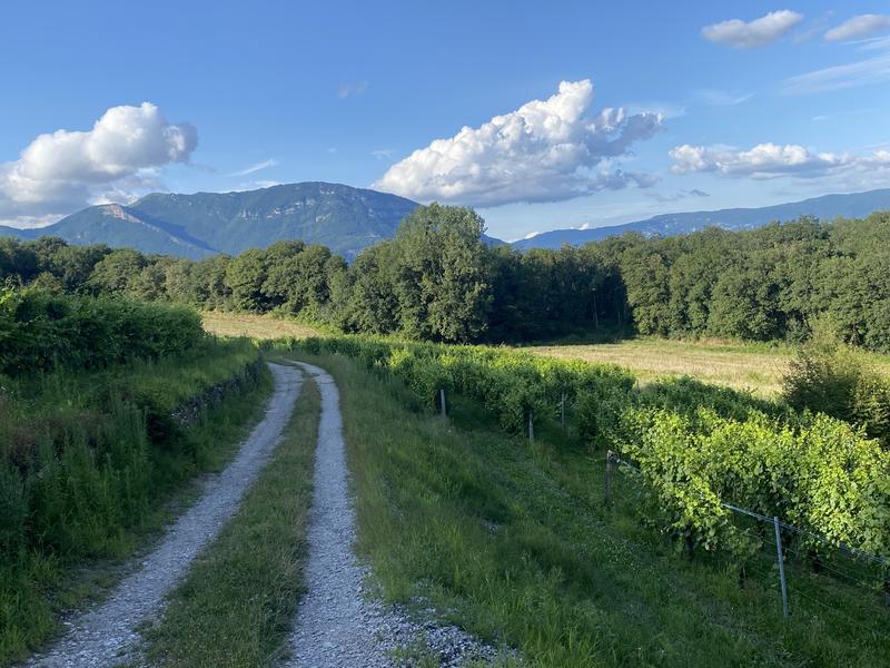Chemin dans les vignes du Bugey avec vue sur le Grand Colombier
