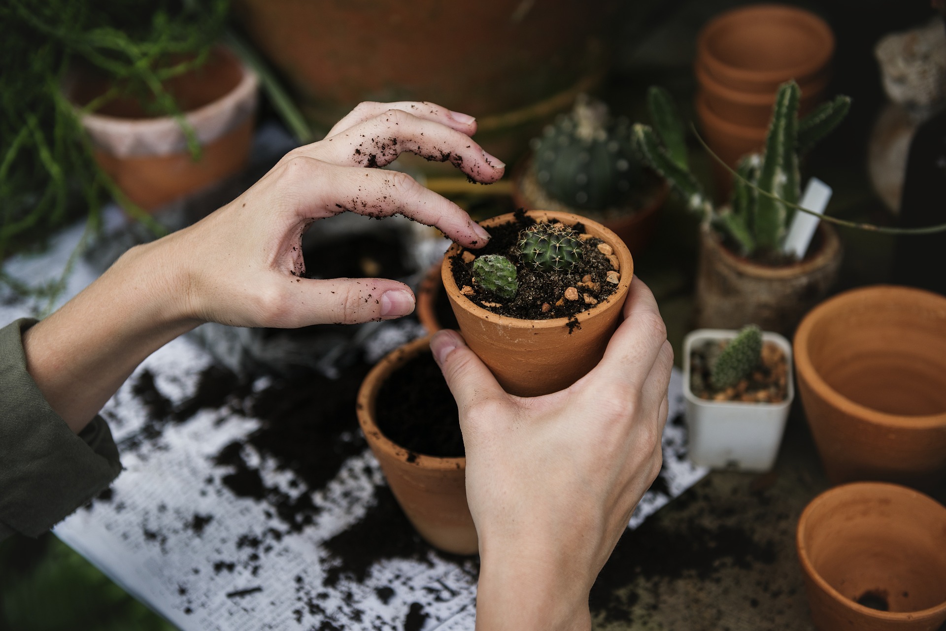 Atelier - Plantes sauvages_Annonay
