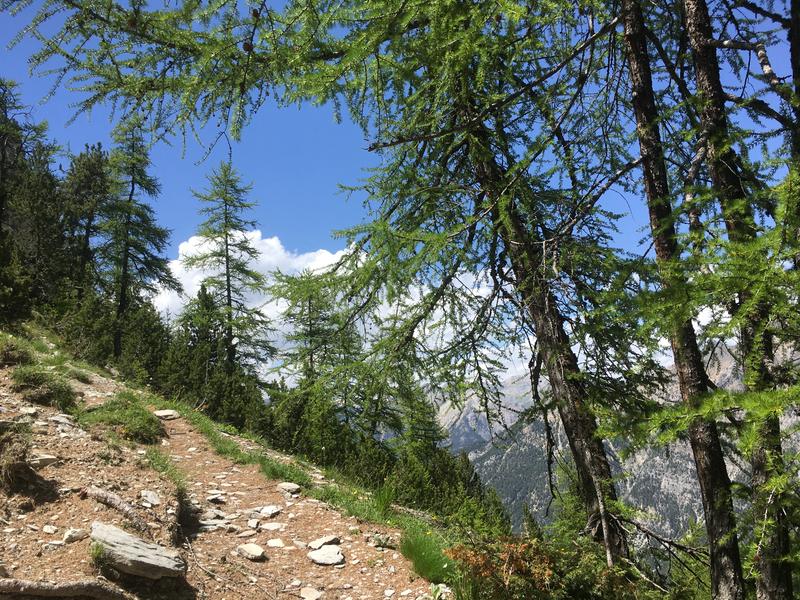 Nature & well-being walks: “An Initiatory World”