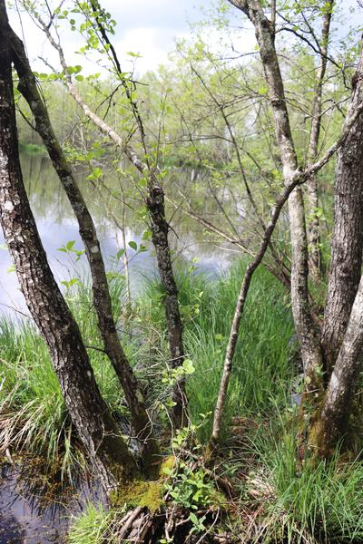 Randonnée dans deux zones humides bressanes_Saint-Étienne-du-Bois