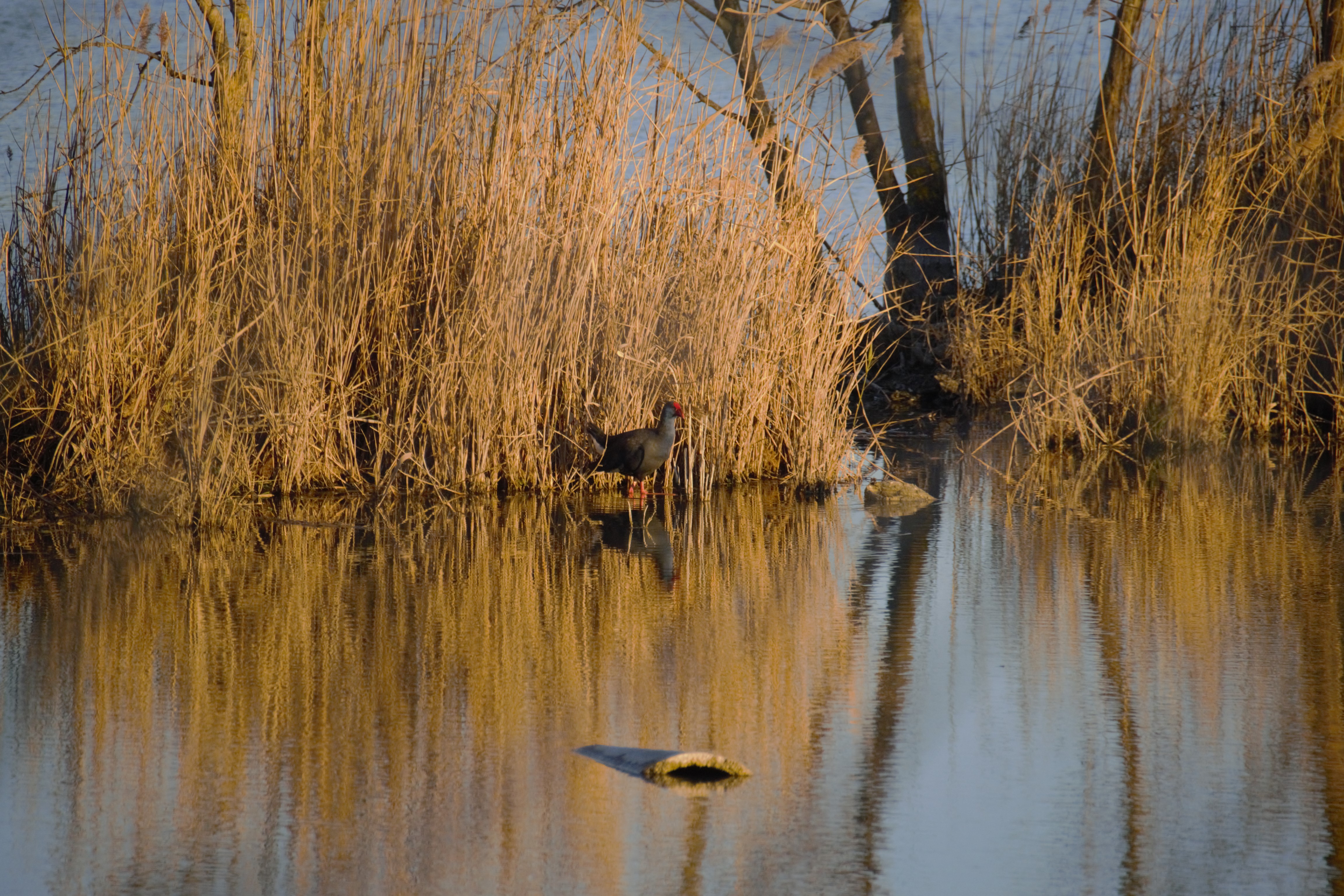 Visite du Marais de Beauchamp
