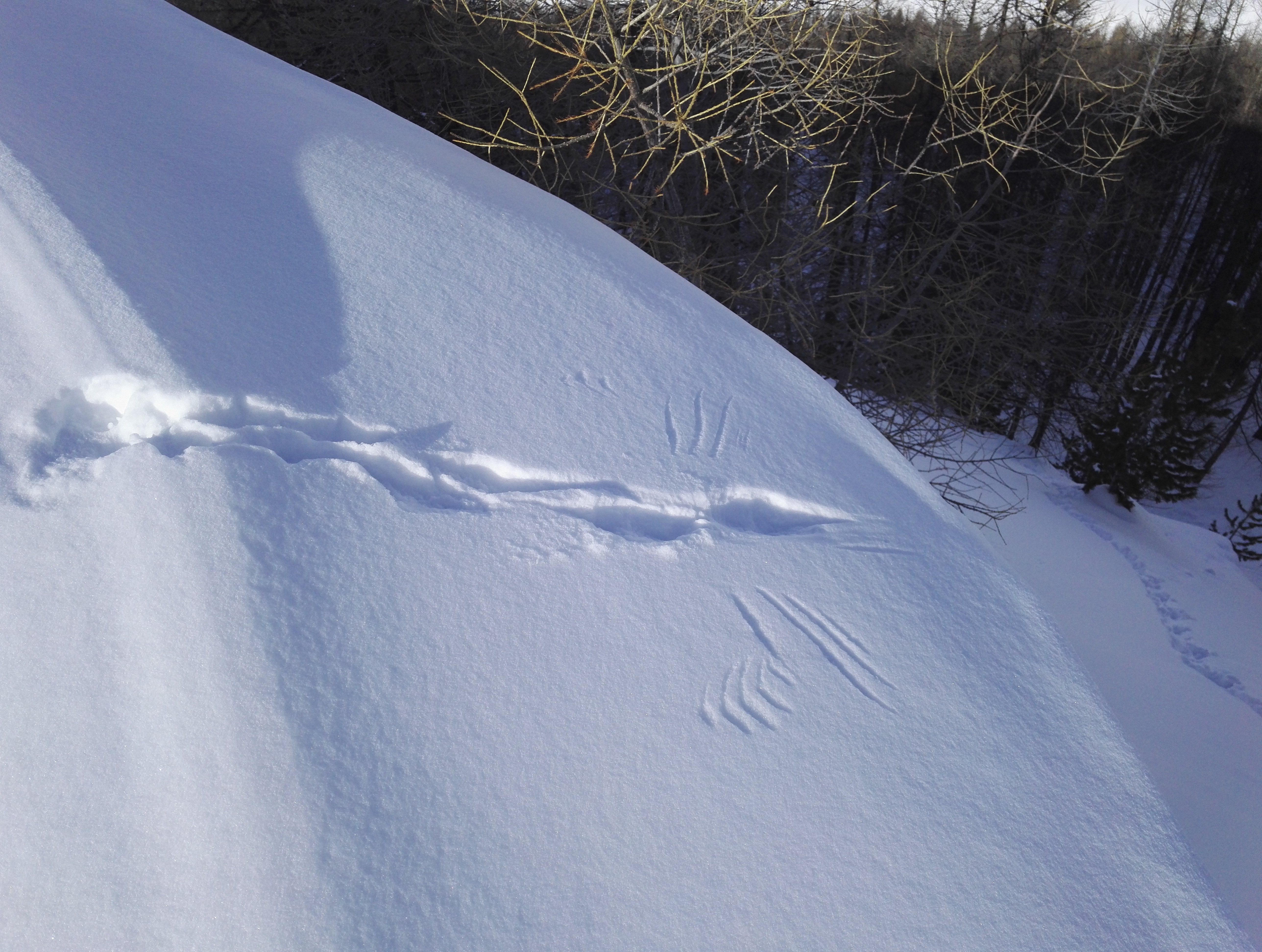 LES TRACES ANIMALES - Vallée de Ceillac