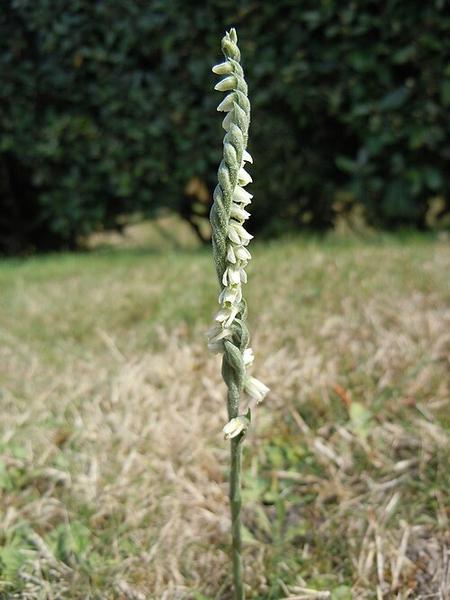 Inventaire participatif de la Flore urbaine - Laval-en Belledonne