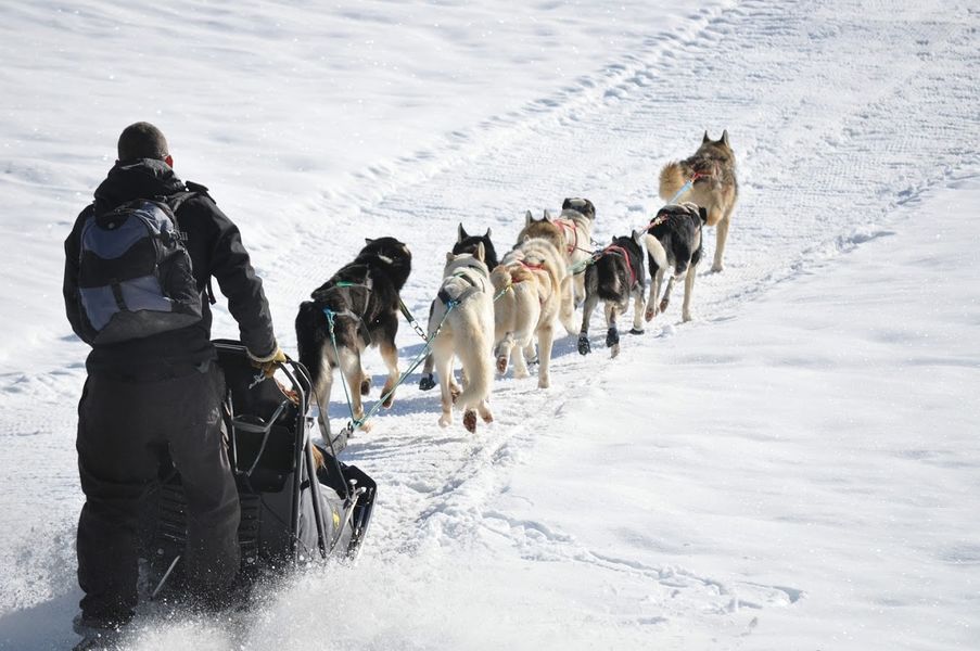 Traîneau à chiens sur le plateau de Retord