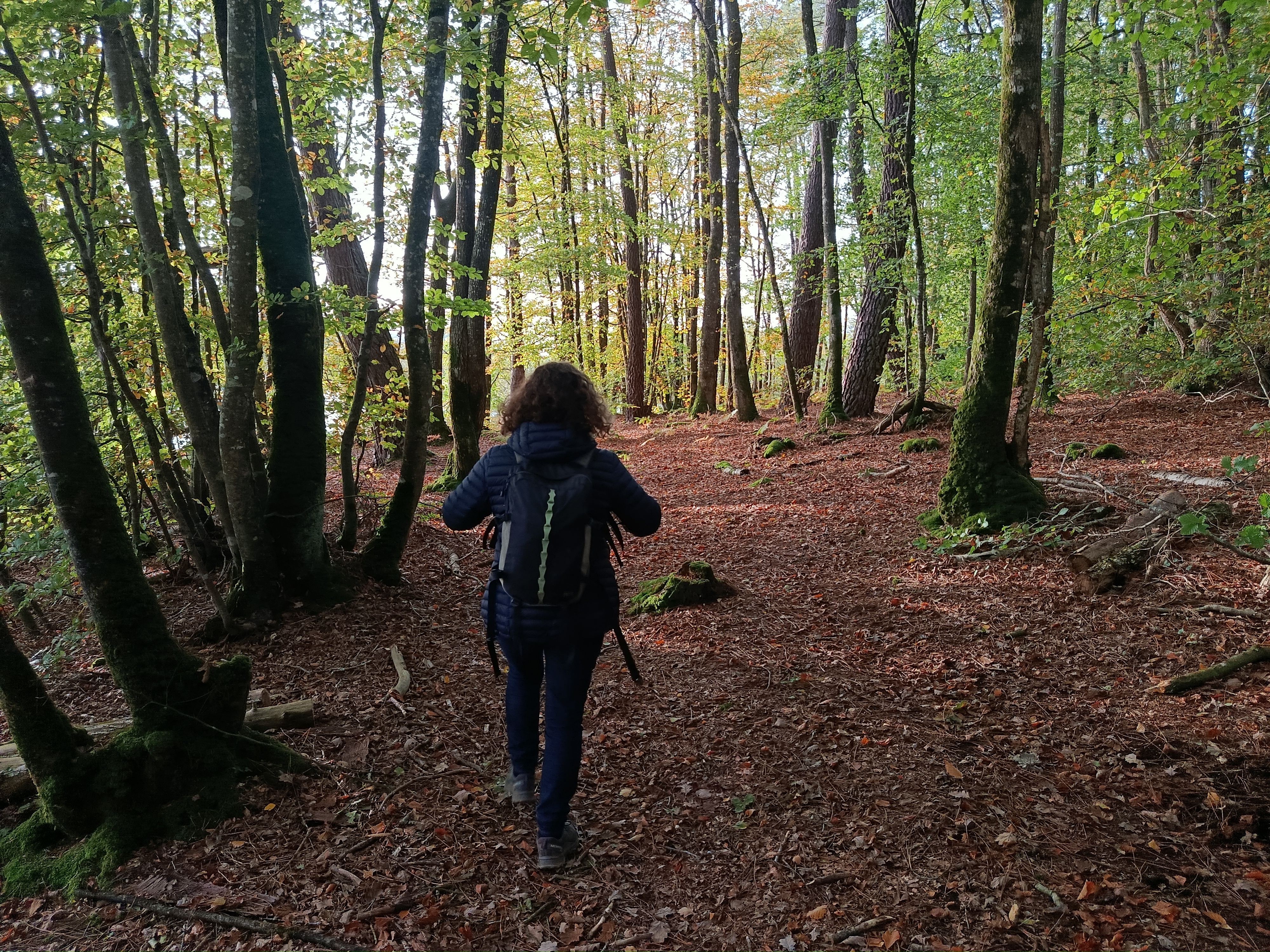 Bain de for�t avec L�zard des bois