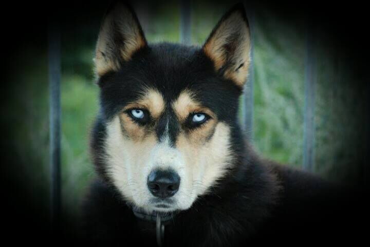 La ferme des chiens de traineaux