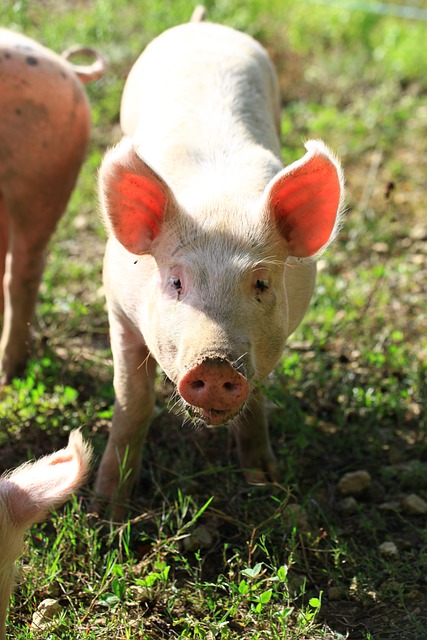 Les Pieds dans le Local® ! Visite d'exploitation