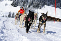 Chiens de traîneaux à Praz de Lys Sommand