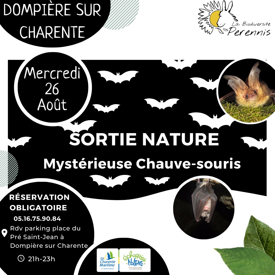 Sortie nature - Mystérieuse chauve-souris